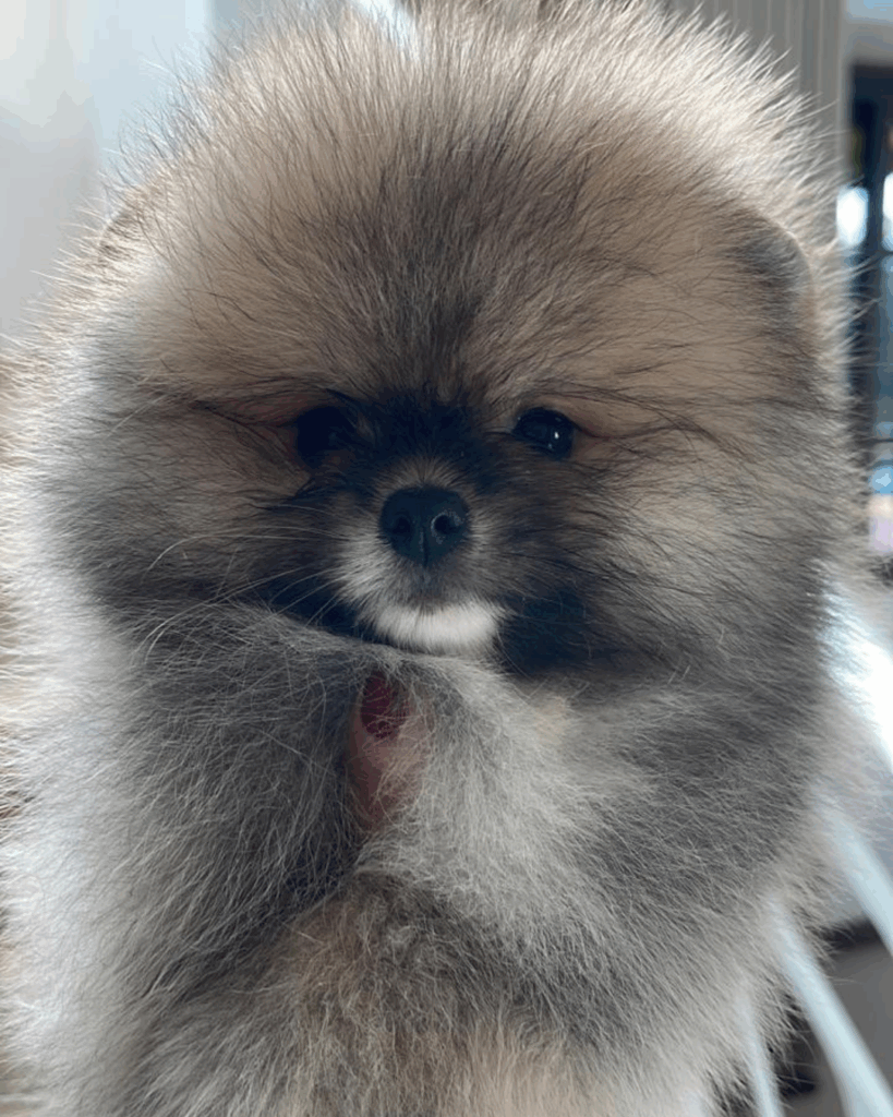 macho laranja sable spitz alemao canil frego poms sao paulo